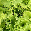 Vitamin K